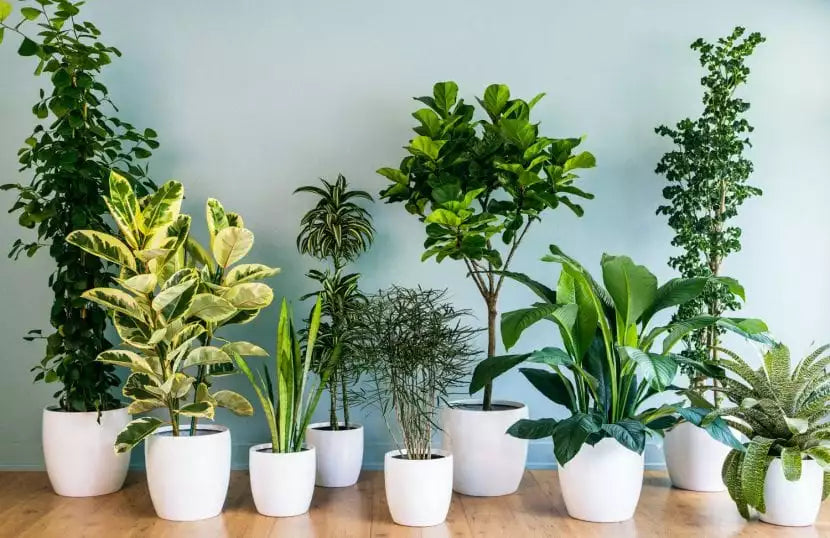 BIOTEK ALIMENTO PARA PLANTAS 🌳